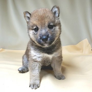 柴犬(豆柴)【茨城県・男の子・2020年12月18日・赤】の写真「4代祖🌟豆柴🌟両親共に遺伝子検査クリアです🌟」
