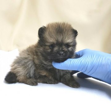 ポメラニアン【茨城県・女の子・2020年3月1日・オレンジセーブル】の写真「とっても可愛い顔をしてます❤プリティ💕」