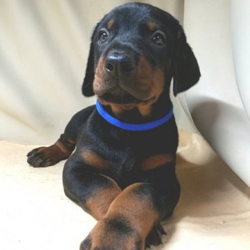 ドーベルマン【茨城県・男の子・2021年6月17日・ブラックタン】の写真「🌟父犬〰️外産🌟母犬〰️外産系統🌟PD🌟」