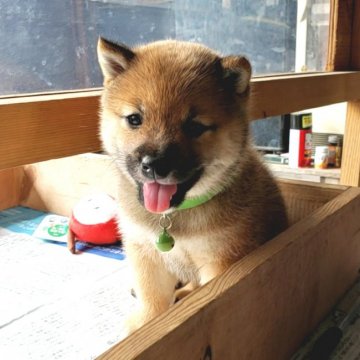 柴犬(豆柴)【茨城県・男の子・2021年5月5日・赤毛】の写真「4代祖豆柴💕独りっ子なので早い者勝ち✨🌟」