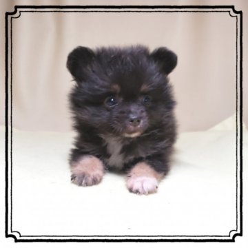 ポメラニアン【茨城県・男の子・2019年5月13日・ブラックタン】の写真「チビチビポメラニア〰️ン💓極小予測です✨」