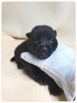 スキッパーキ【茨城県・男の子・2019年9月10日・ブラック】の写真「世界最高の室内番犬と言われてます❗黒い弾丸⚡」