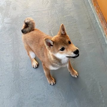 柴犬(豆柴)【茨城県・男の子・2021年8月12日・赤】の写真「4代祖豆柴🌟ちょっと分けあり解決しました☆」