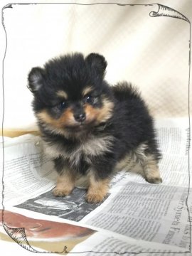 ポメラニアン【茨城県・女の子・2018年11月3日・ブラックタン】の写真「とっても小さく可愛い子です❤️」