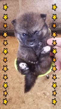 ◎ポメ柴◎ 父…ポメラニアン&母…柴犬【茨城県・男の子・2014年5月29日・オレンジセーブル】の写真「極小｡極小 6/27写真更新」