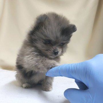 ポメラニアン【茨城県・女の子・2020年3月1日・マーブル】の写真「珍しいマーブルカラーです✨小さい子です🎵」