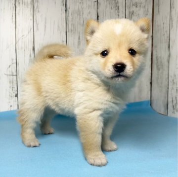 ほぼ豆柴(豆柴×ポメ柴)【茨城県・女の子・2024年1月20日・白】の写真「ほぼ豆柴♥️♥️(パパ〰️豆柴×ママ〰️ポメ柴)♥」