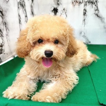 トイプードル(トイ)【茨城県・女の子・2023年5月22日・アプリコット】の写真「大人しくて 人懐こい可愛い子♥️断尾してません🌟」