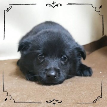 スキッパーキ【茨城県・女の子・2019年12月5日・ブラック】の写真「世界最高の室内番犬‼️まさに黒い弾丸…😅」