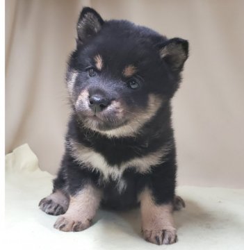 柴犬(豆柴)【茨城県・男の子・2020年7月31日・黒】の写真「三代祖豆柴❗父母共に遺伝子検査クリア🆗」
