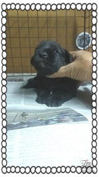 ミニチュアシュナウザー【茨城県・男の子・2016年4月20日・レバー(今のところ)】の写真「兄弟唯一の男の子👦」