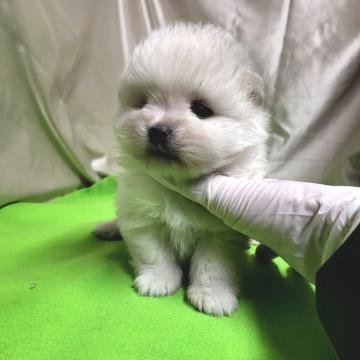 ポメラニアン【茨城県・男の子・2022年10月18日・ホワイト】の写真「マズルが短く。毛ぶきの良いしっかりした子♥️」