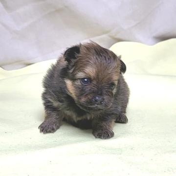 ポメラニアン【茨城県・女の子・2022年10月31日・オレンジ】の写真「毛ブキが良くプクプクの抜群ポメっこ♥️」