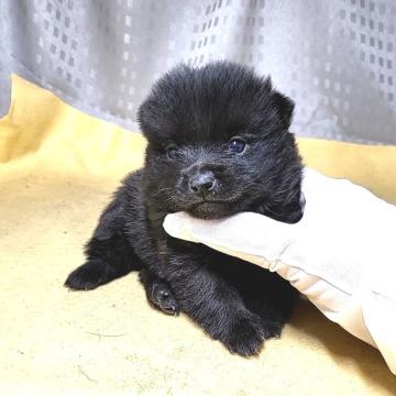 スキッパーキ【茨城県・女の子・2022年11月24日・ブラック】の写真「ナチュラルボブテイル🌠尾っぽが超短👿黒い弾丸」