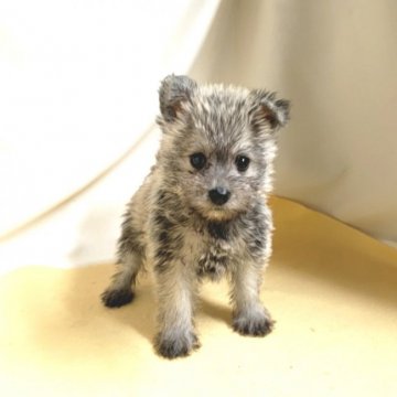 シュナポメ『パパ〰️ポメ。ママ〰️シュナウザー』【茨城県・女の子・2022年4月2日・ソルト&ペッパー】の写真「❤️新春特別価格にさせて頂きました❤️」