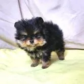 ポメラニアン【茨城県・男の子・2022年10月31日・ブラックタン】の写真2