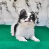 ♥️ポメチワ(チワワ×ポメラニアン)♥️【茨城県・女の子・2024年1月21日・ホワイト&ブラック】の写真5