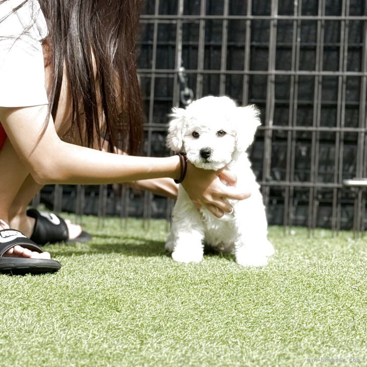 ブリーダー画像