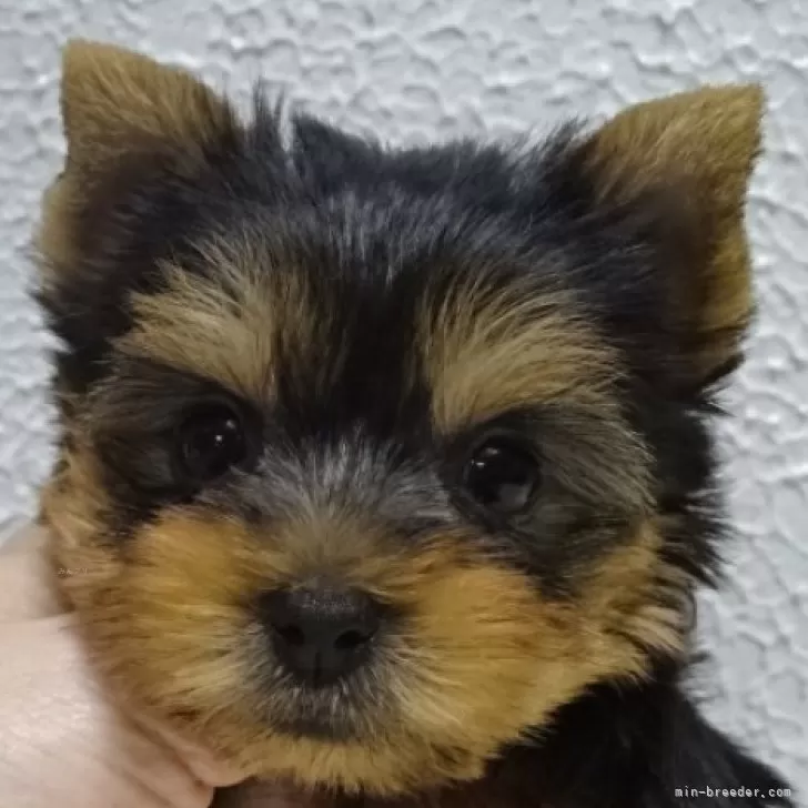 ID:2506-04841の子犬