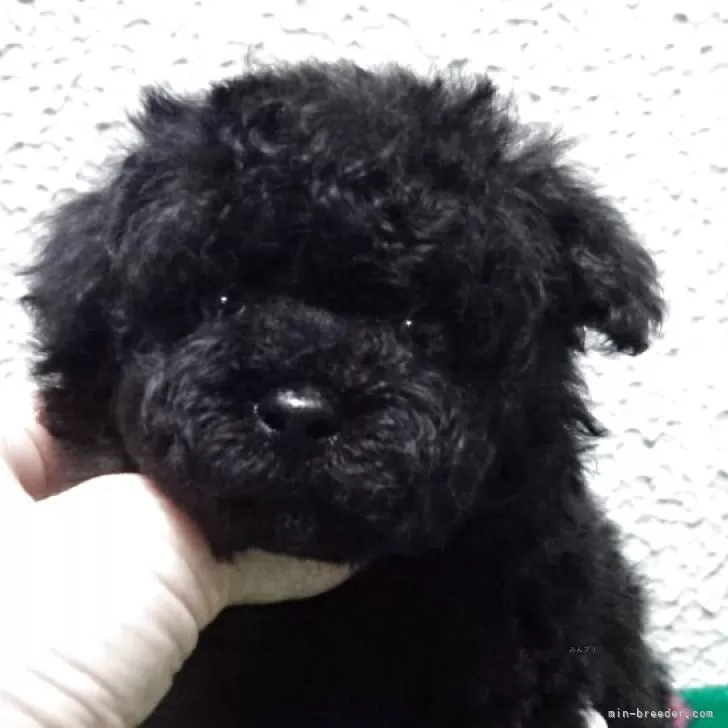 Y.H 様のお迎えした子犬