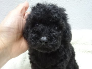トイプードル(タイニー)【大阪府・男の子・2025年11月19日・ブラック】の写真「良血統のとても可愛いブラックの男の子です💗」