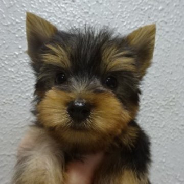 ヨークシャーテリア【大阪府・男の子・2025年11月13日・スチールブルー&タン】の写真「良血統の綺麗ですごく可愛い男の子です❤️」