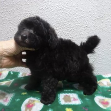 トイプードル(タイニー)【大阪府・男の子・2025年10月21日・シルバー (グレー)】の写真「レアカラーのシルバーの良血統の男の子です💗」