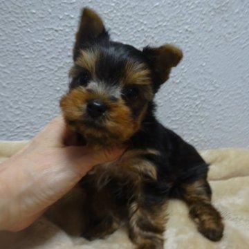 ヨークシャーテリア【大阪府・男の子・2025年10月28日・スチールブルー&タン】の写真「良血統の綺麗ですごく可愛い男の子です❤️」