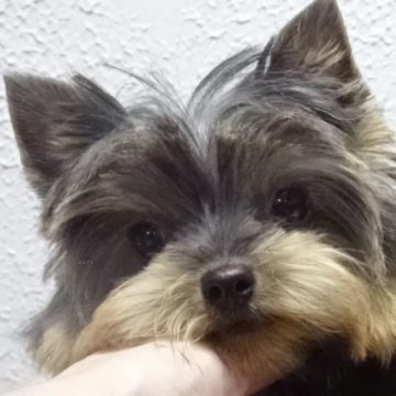 ヨークシャーテリア【大阪府・女の子・2025年7月7日・スチールブルー&タン】の写真「小ぶりなとても小さい可愛い女の子です❤️」
