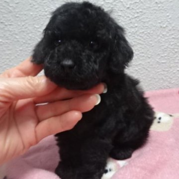 トイプードル(タイニー)【大阪府・女の子・2025年11月12日・ブラック】の写真「良血統のとても可愛いブラックの女の子です💗」