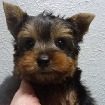 ヨークシャーテリア【大阪府・男の子・2025年10月7日・スチールブルー&タン】の写真「良血統の綺麗ですごく可愛い男の子です❤️」