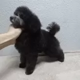 タイニープードル