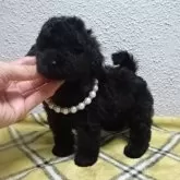 タイニープードル