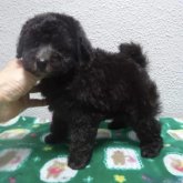 トイプードル(タイニー)