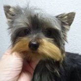 ヨークシャーテリア