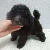 タイニープードル