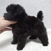 トイプードル(ティーカップ)