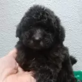 タイニープードル