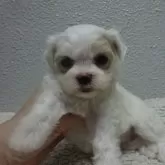 マルチーズ
