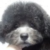トイプードル(タイニー)