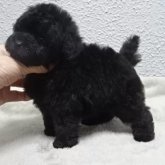 トイプードル(タイニー)