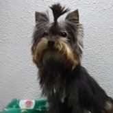 ヨークシャーテリア