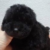 トイプードル(タイニー)