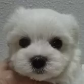 マルチーズ