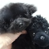 トイプードル(タイニー)