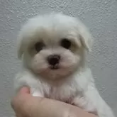 マルチーズ