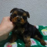 ヨークシャーテリア