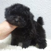 トイプードル(タイニー)
