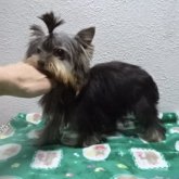 ヨークシャーテリア