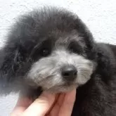 タイニープードル